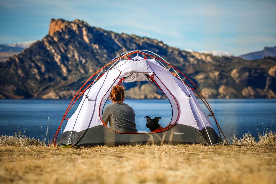 Camping with Dogs