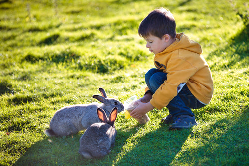 Top 8 Family Camping Spots for Easter